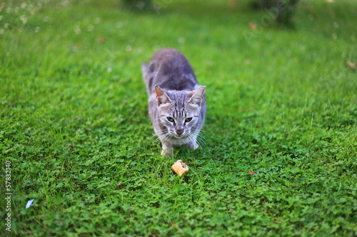 ÇAyırda Kedi photo