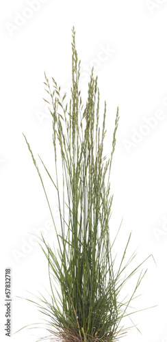 Festuca ovina photo