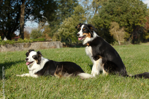 Zwei Border Collie Freunde