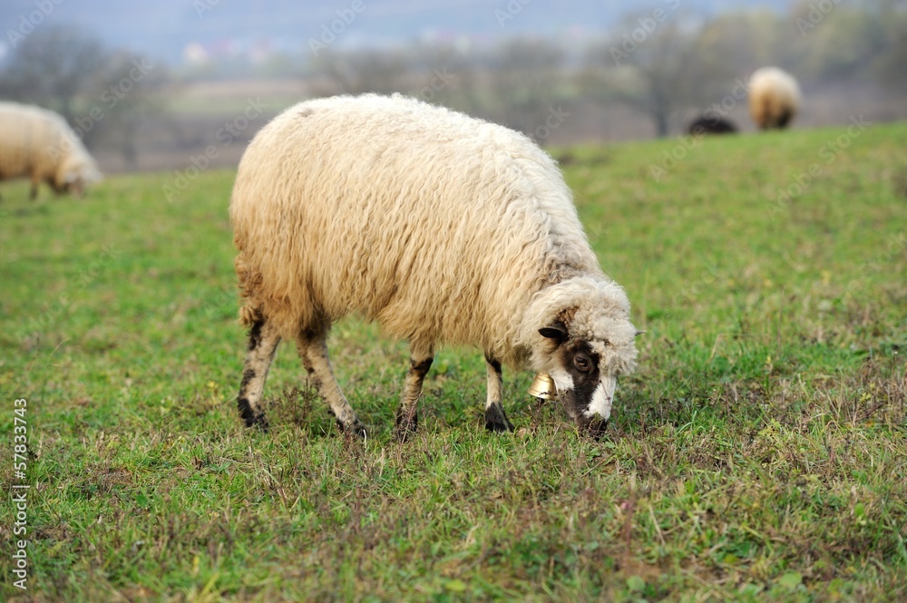 Fototapeta premium Sheep