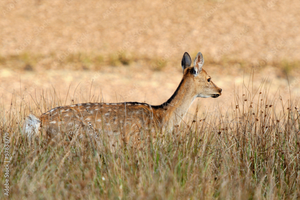 Obraz premium Deer in autumn field