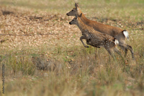 Deer in autumn field