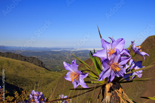 Flor de Canela de Ema