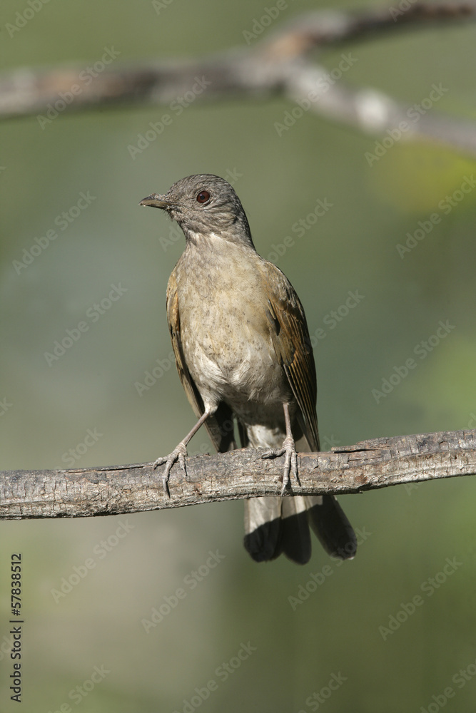 Pale-breasted thrush, Turdus leucomelas Pale-breasted thrush, Turdus leucomelas