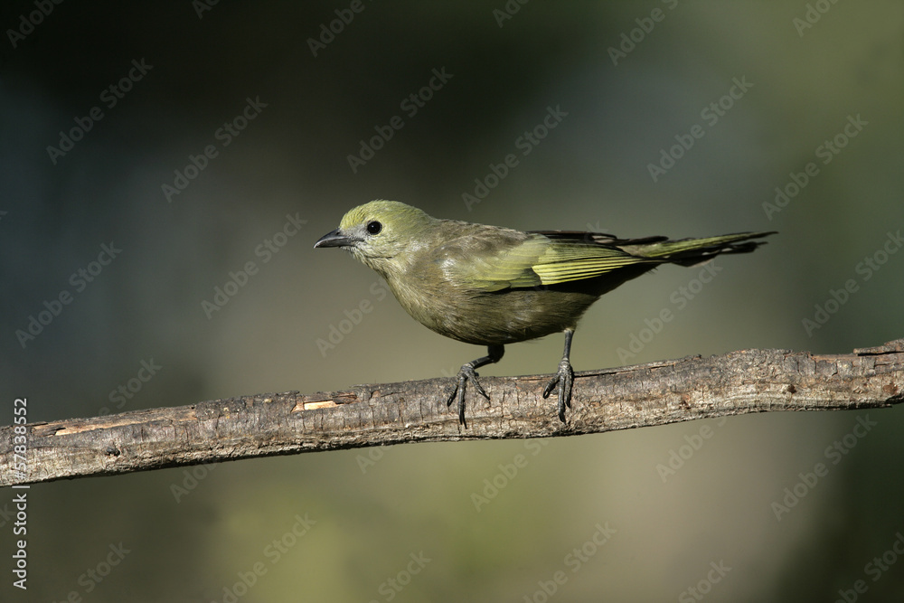 Obraz premium Palm tanager, Thraupis palmarum,