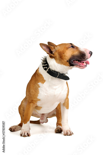 Bull Terrier