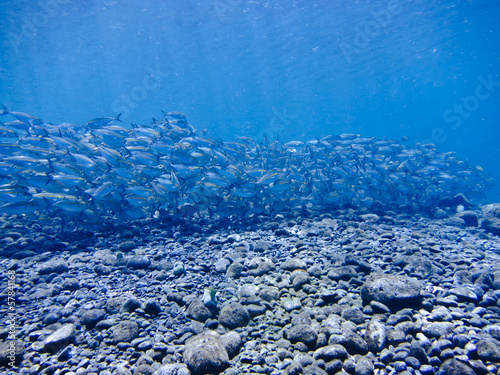 School of Mackerel Fish, Tulamben, Bali