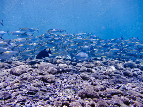 School of Mackerel Fish, Tulamben, Bali