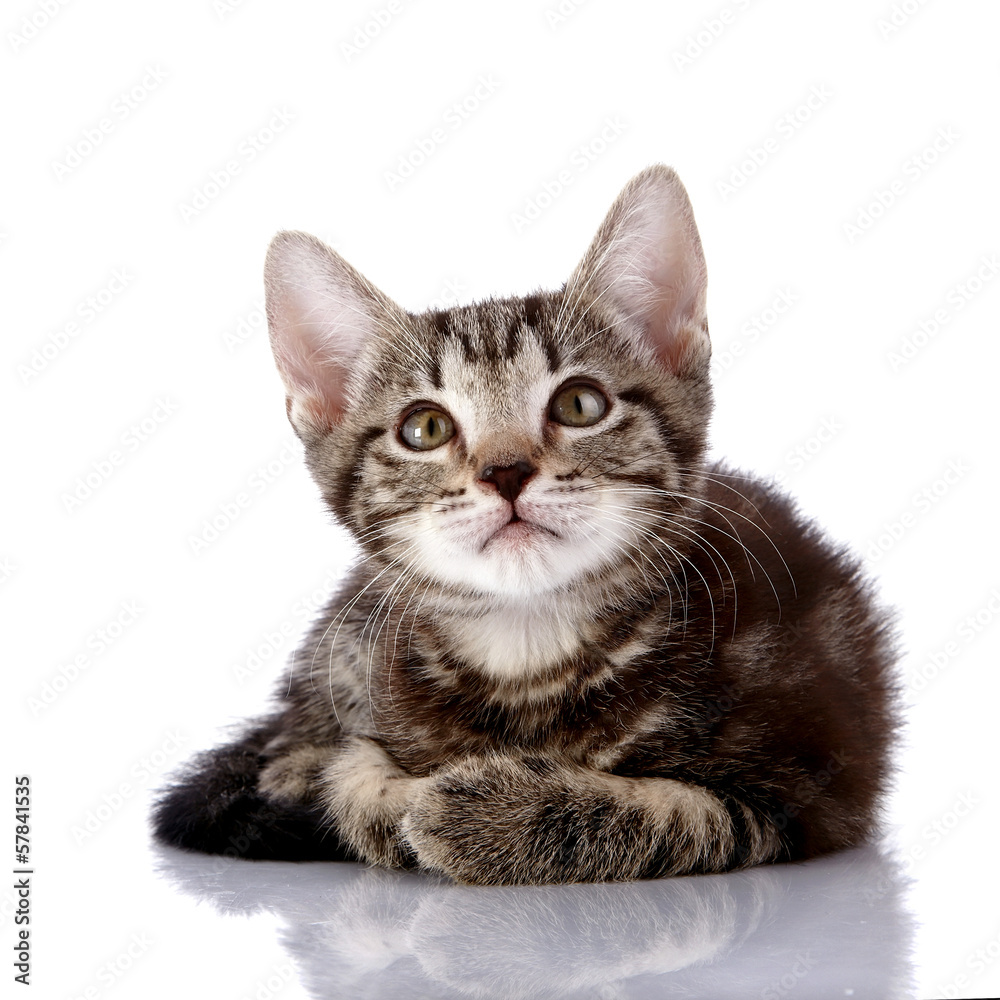 Striped Small kitten lies on a white background.