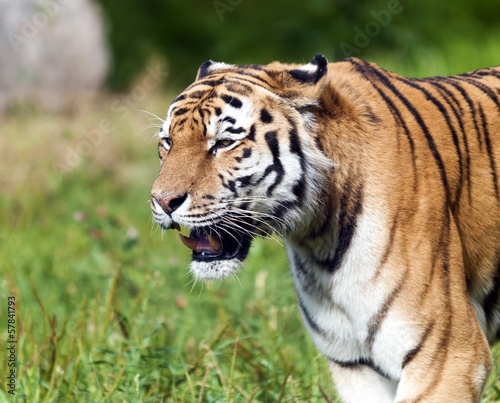 Tiger © Nazzu