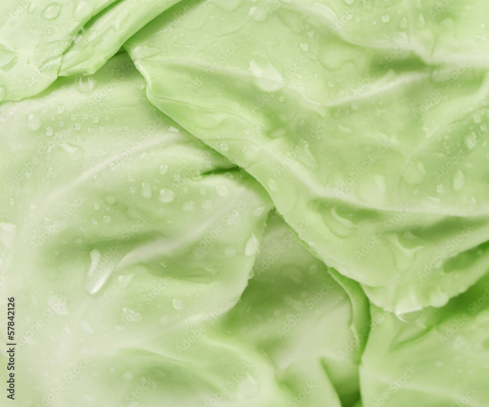 Close up of green cabbage.