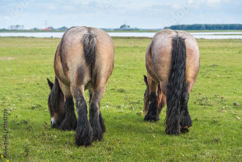 Belgian horses