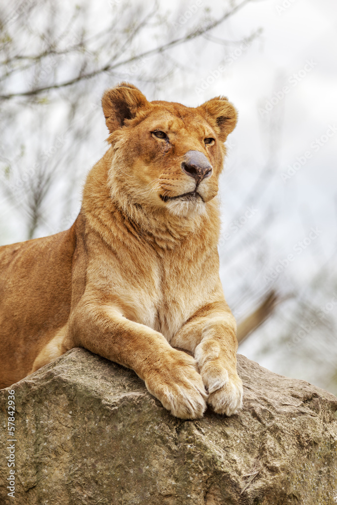 Lioness Lioness