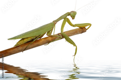 Foto praying mantis