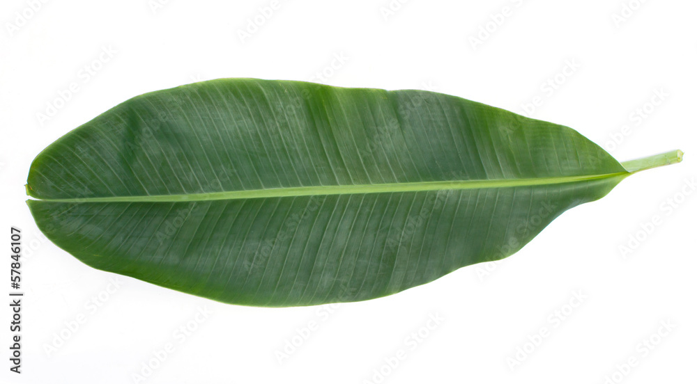 Obraz premium Banana Leaf