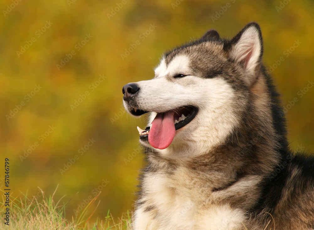 Portrait de chien de traîneau