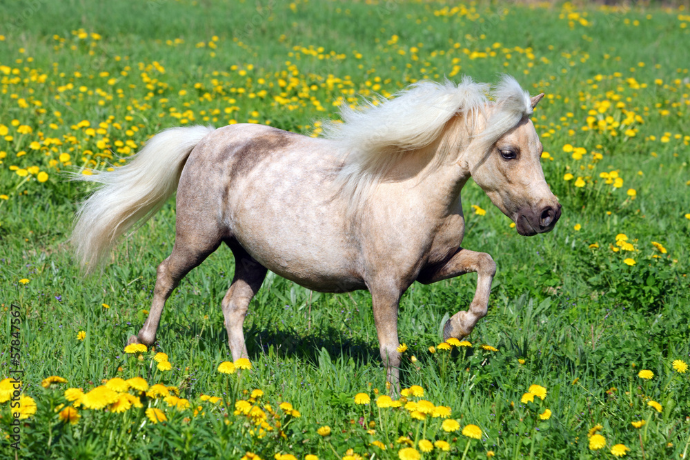 Obraz premium Funny Falabella pony in spring meadow