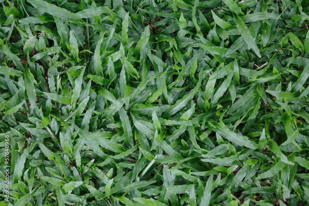 Green leaves wall background and texture Green leaves wall background and texture