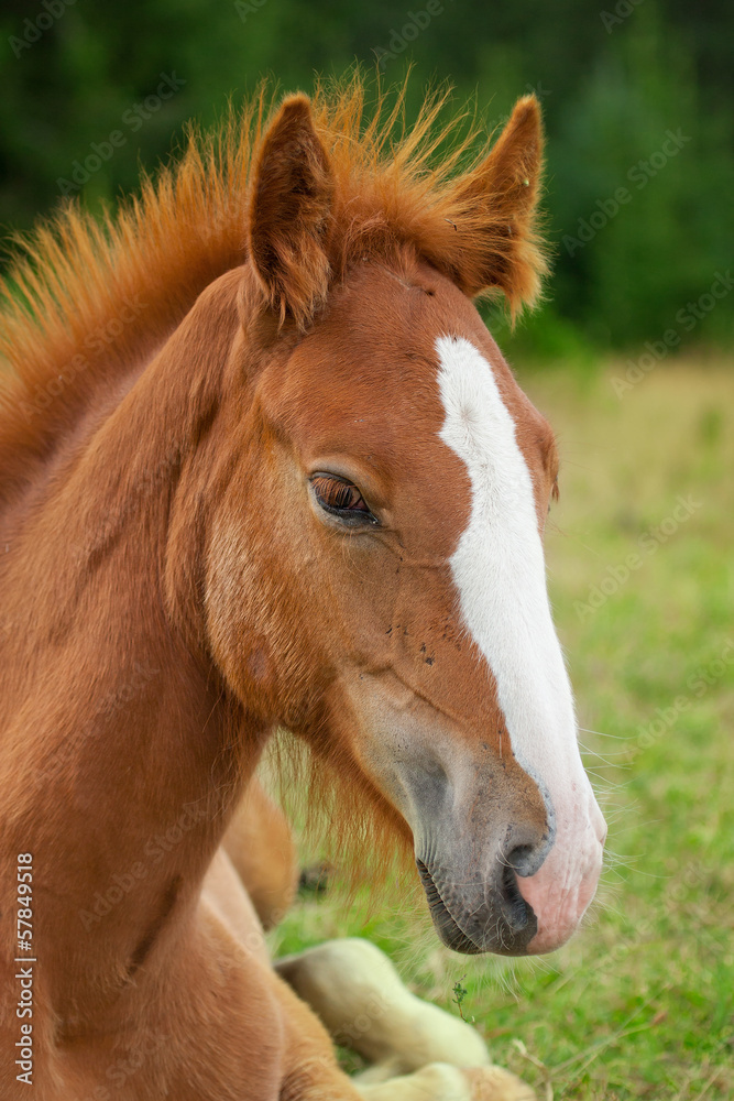 Obraz premium Young horse