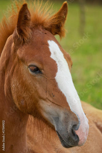 Young horse