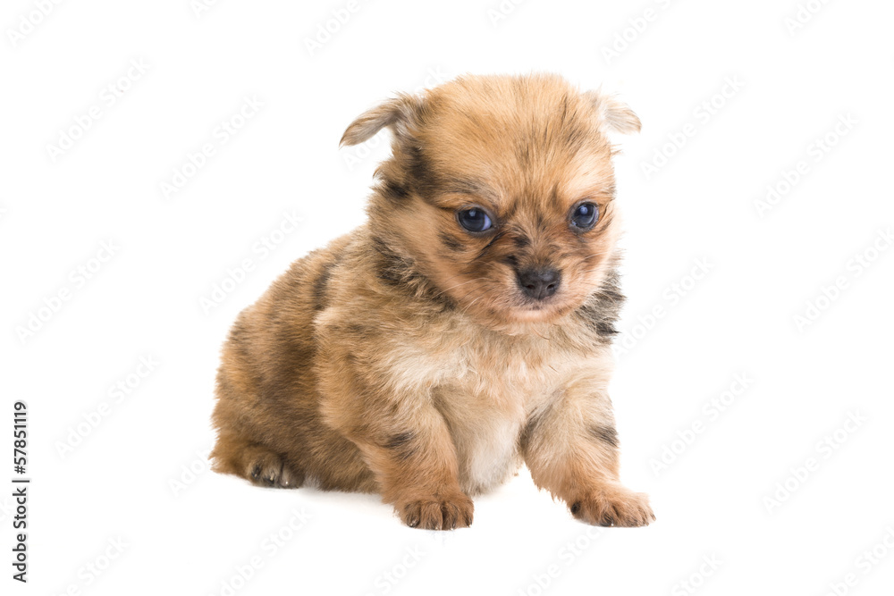 Chihuahua puppy