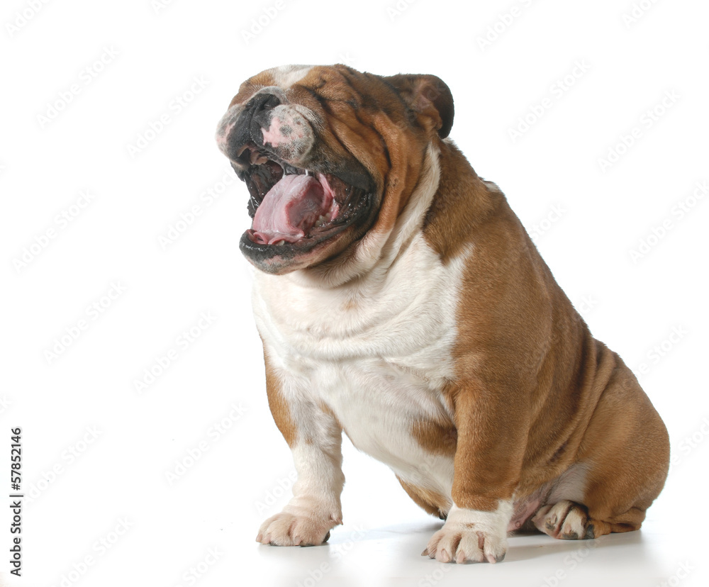 Obraz premium dog yawning
