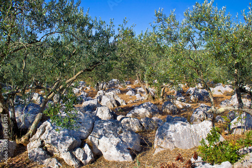 Olve tree grove in stone landscape