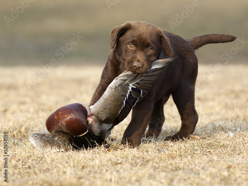 hunting gun dog Labrador duck in the grass ground