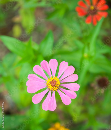 Closed up pink flower on green background