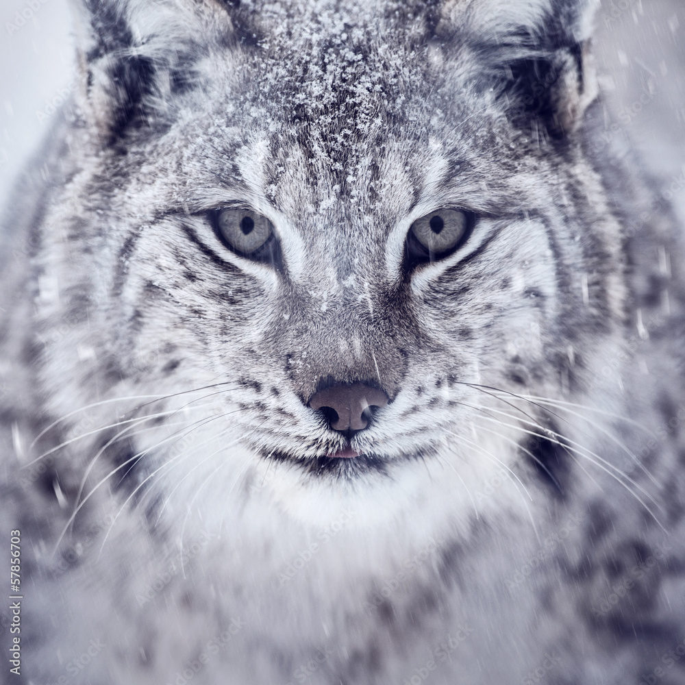 Naklejka premium Lynx looking into camera