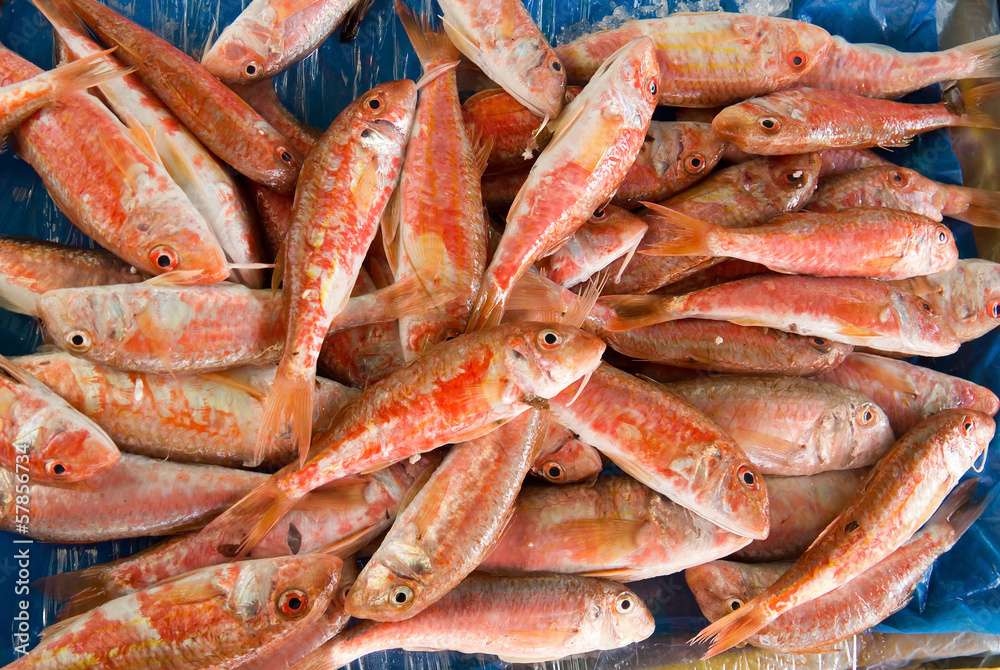 Red mullet fish