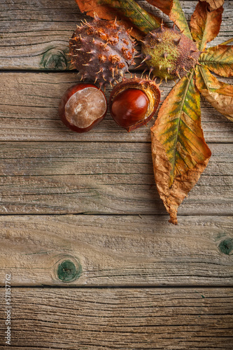 Autumn leaves and fresh chestnuts