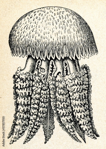 Canvas Print Jellyfish Catostylus tagi