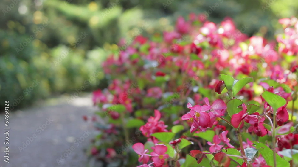 Flowers Flowers