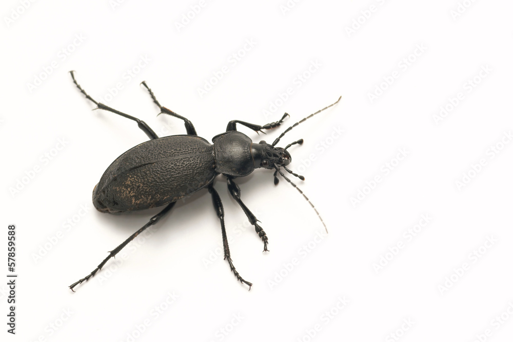 Runner Leatherback (coriaceus Carabus), a predatory beetle Runner Leatherback (coriaceus Carabus), a predatory beetle