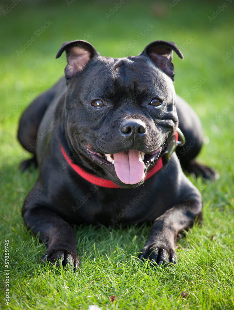 Close-up portrait of black staffordshire bull terrier
