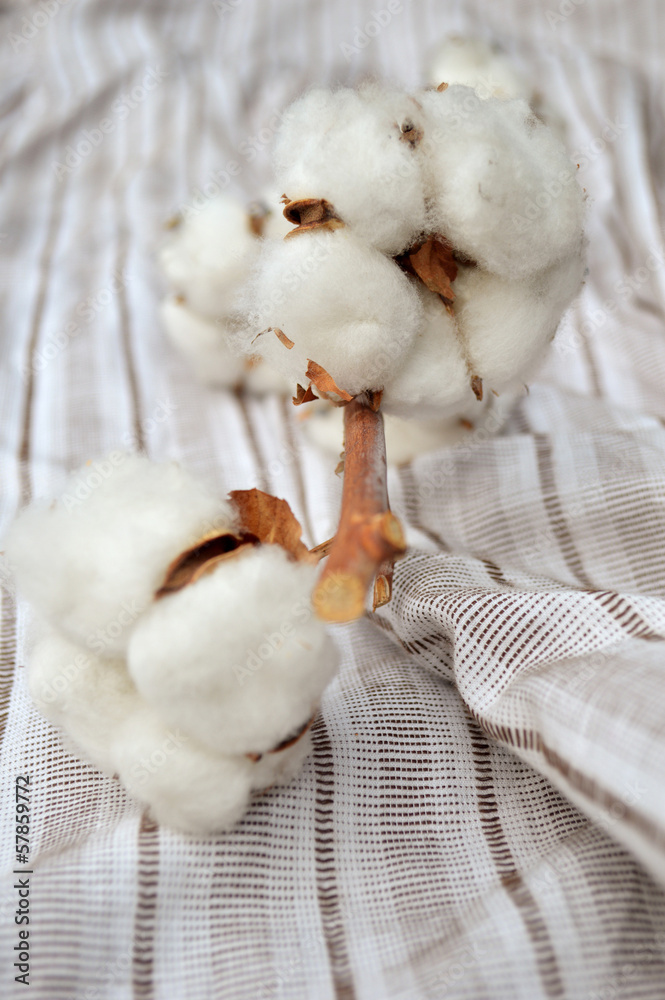 Cotton plant on the cotton texture Cotton plant on the cotton texture