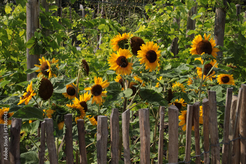 Fototapeta Naklejka Na Ścianę i Meble -  Sonnenblumen hinter einem Zaun