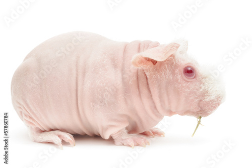 Hairless Cavy