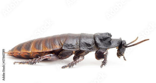 Hissing Cockroach