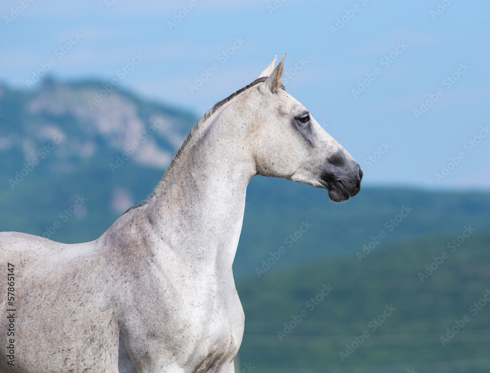 Fototapeta premium Arabian horse looking forward.