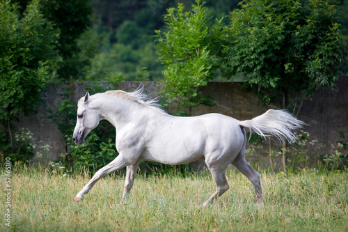 Arabian gray horse runs across the field.