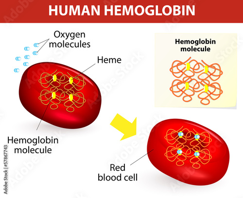 Structure of human hemoglobin