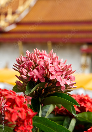 Fototapeta Naklejka Na Ścianę i Meble -  ixora, Small pink flowers Needle blurred church background