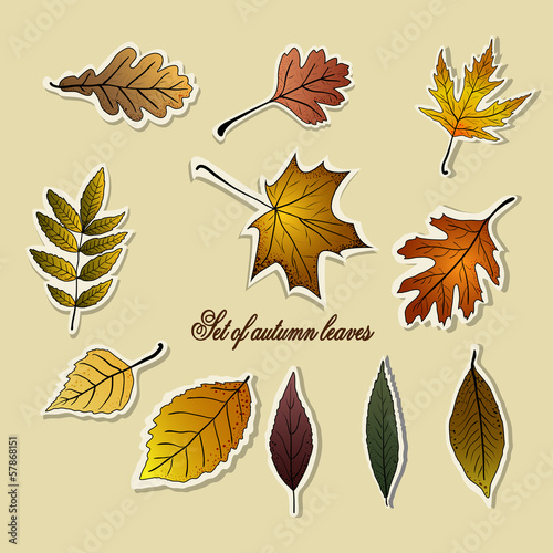 Set of autumn leaves