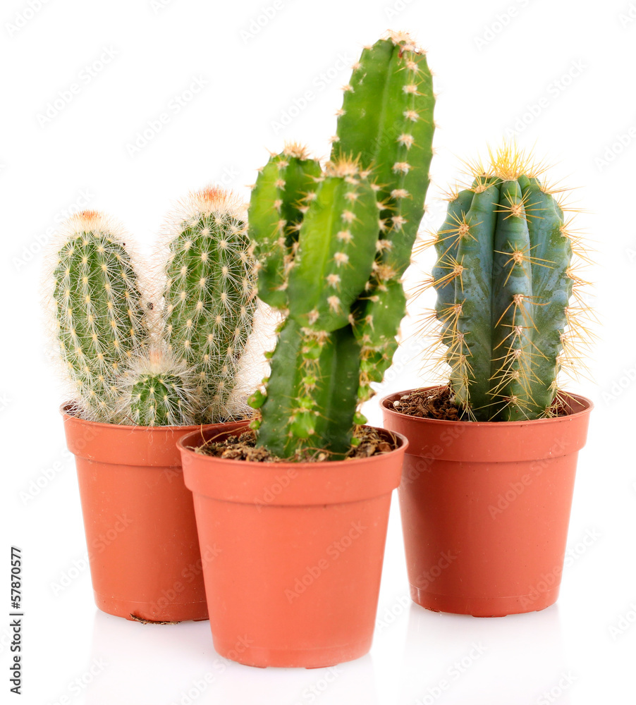 Collection of cactuses, isolated on white