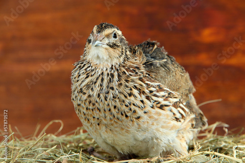Young quail on straw on wooden background