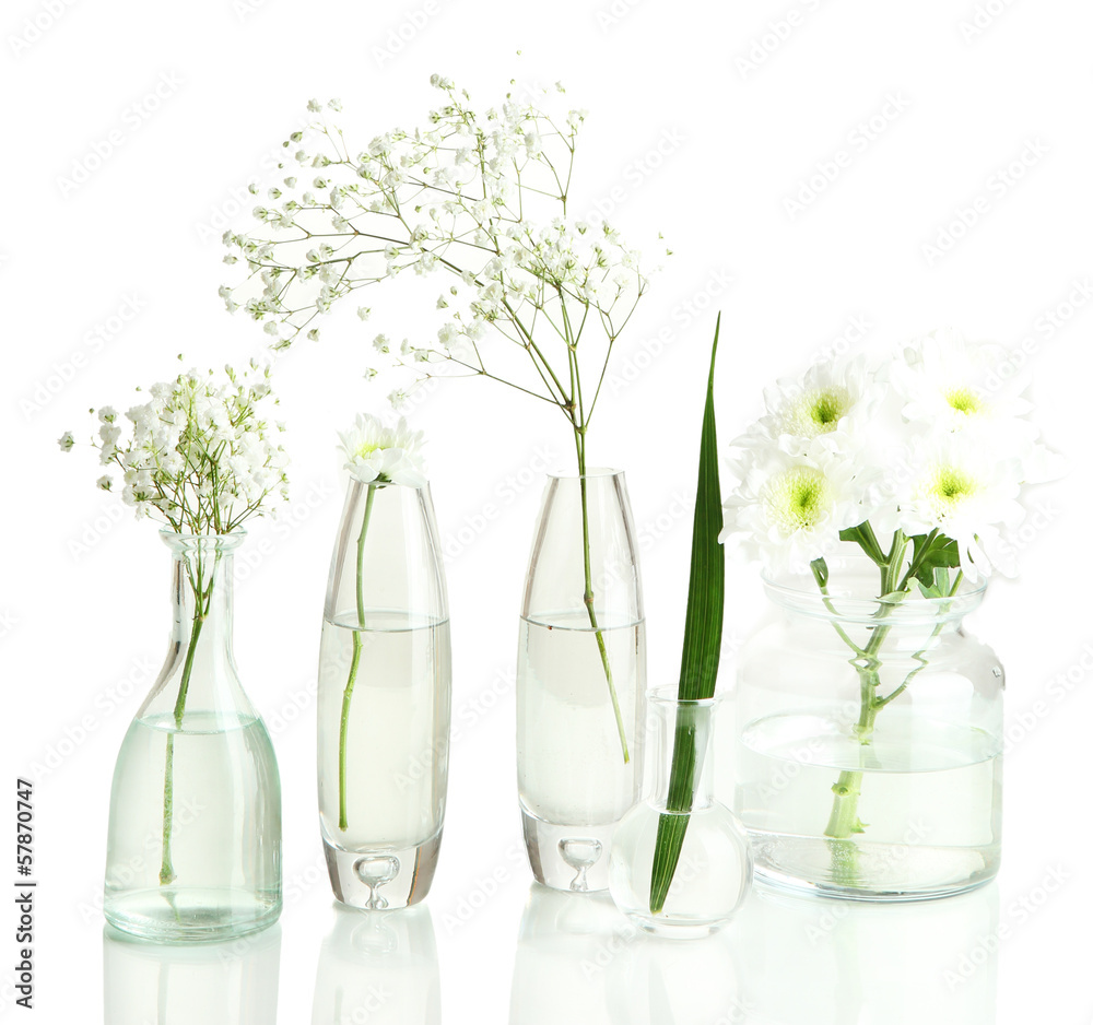 Obraz premium Plants in various glass containers isolated on white