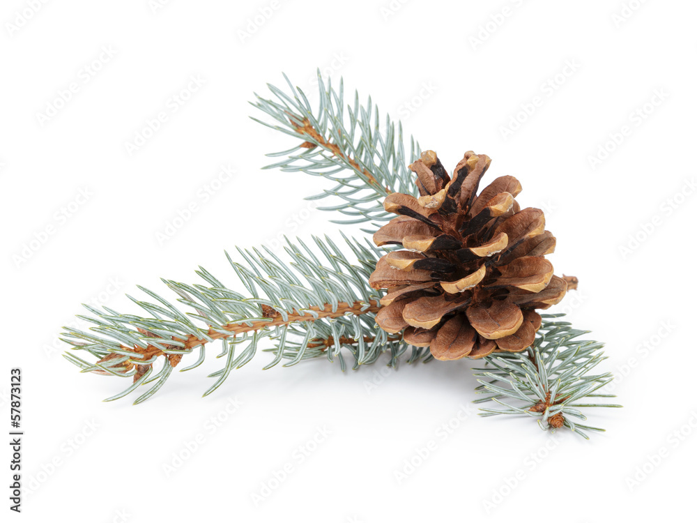 blue spruce twig with cone blue spruce twig with cone