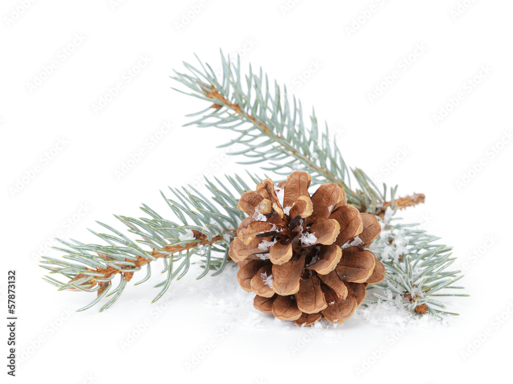 Fototapeta premium blue spruce twig with cone